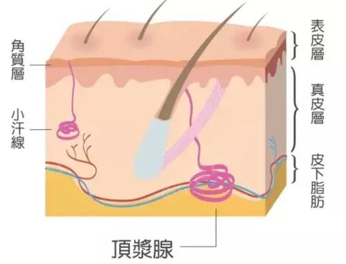 因为腋臭而陷入尴尬 怎样有效祛除腋臭,轻松一夏